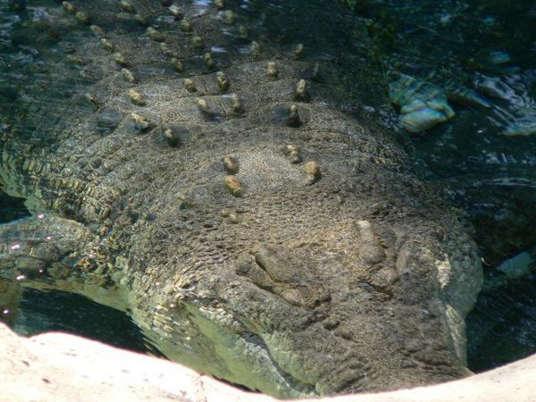 Big Bad Croc, Currumbin Wildlife Sanctuary