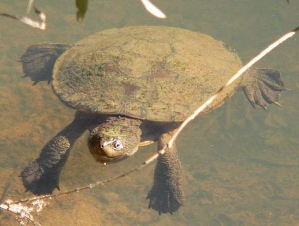 Turtle, Wallaman Falls