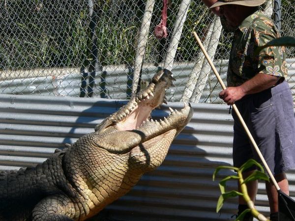 Dangling Your Meat, Johnstone Crocodile Farm