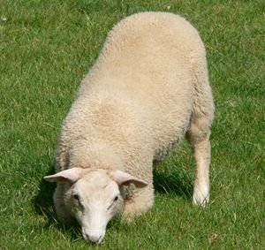 Lazy Sheep - a New Zealand icon.