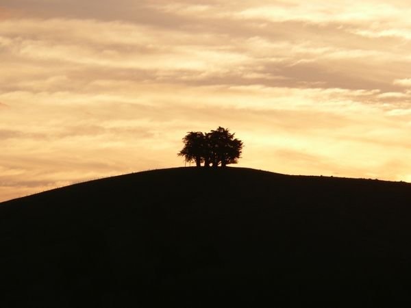 Trees at Sunset, Kaikoura
