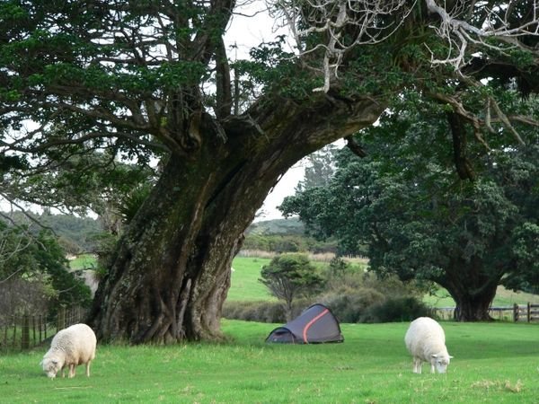 Tent Surrounded by Giant Sheep!
