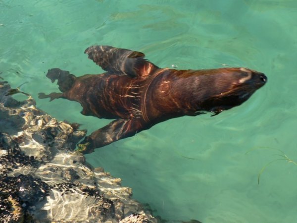 Seal Cruising Upside-down