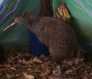 Tahi the One-legged Kiwi