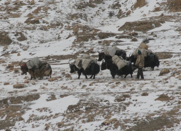 Yaks in the Snow