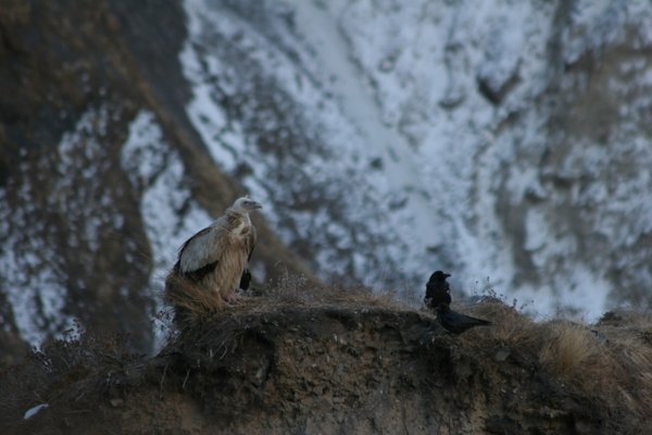 Vulture and Crow