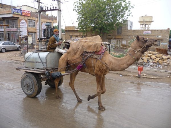 My humps, my humps, my lovely furry bumps, Jaisalmer