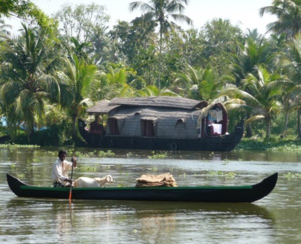 Goat in a Boat, Alleppey