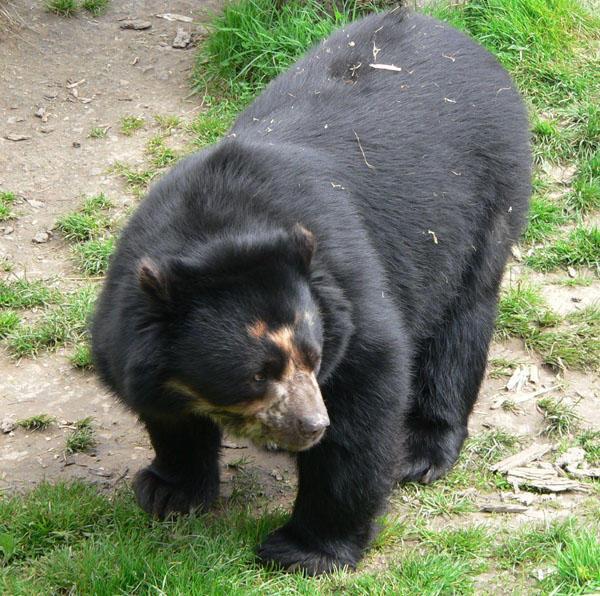 Wolfgang the Bear 