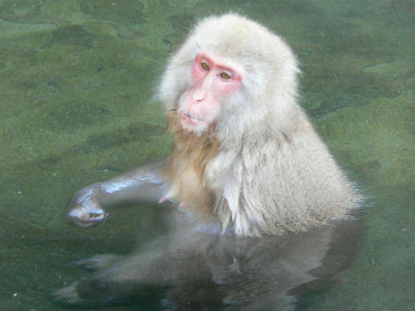 Bathing Monkey