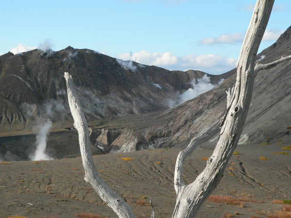 Dead Tree at Mt. Uzu