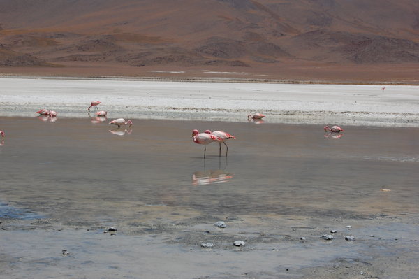 Why are Flamingos Pink?