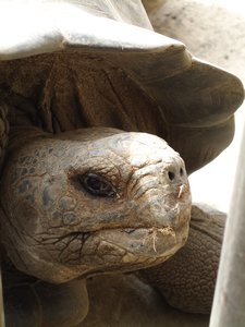 tortoise 