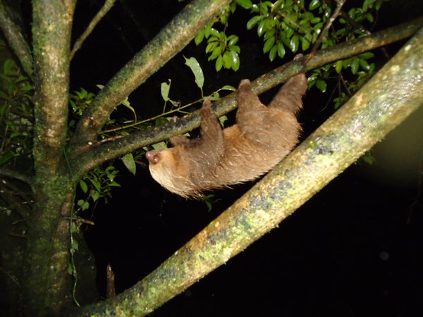 Sloth spotting