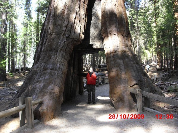 The Tunnel Tree