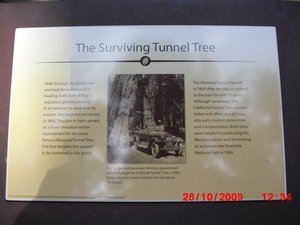 About the Tunnel Tree