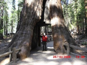 The Tunnel Tree
