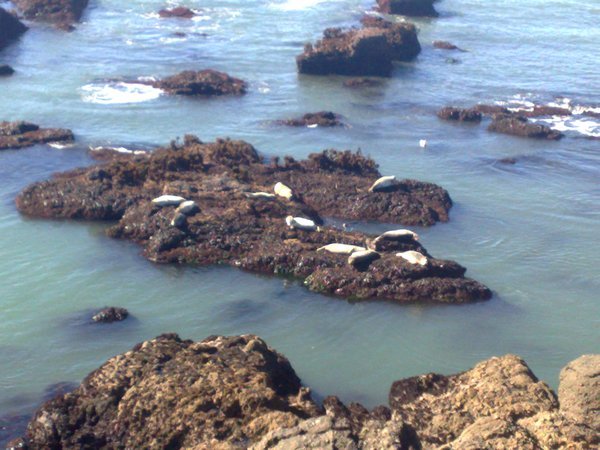 The Seals at Pigeon Point