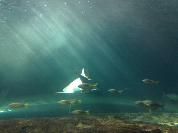 The Aquarium (8)