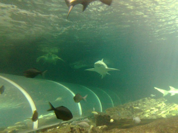 The Aquarium (10)