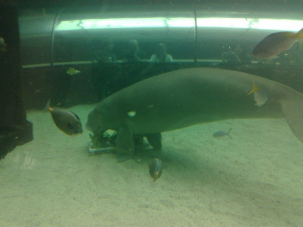 The Aquarium (1)