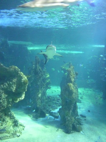 The Aquarium (39)