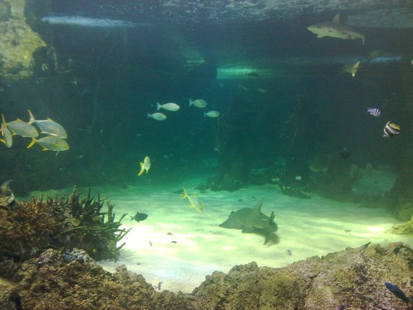 The Aquarium (17)