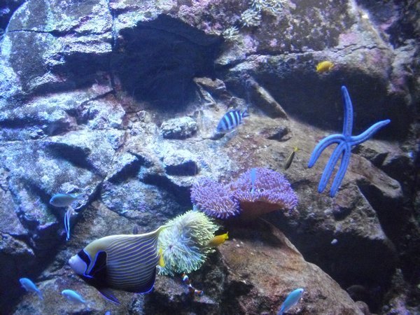 The Aquarium (33)
