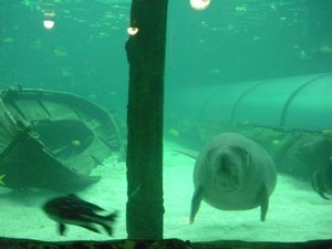 The Aquarium (26)