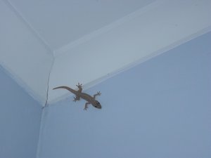 A visitor to our room