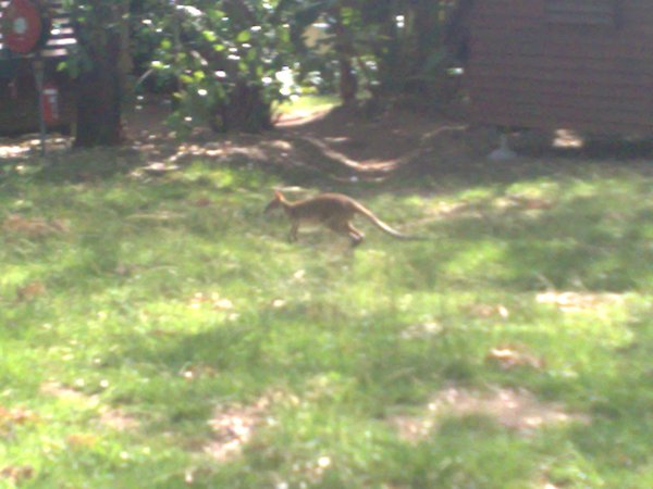 Wild Wallaby in our camp