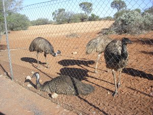 Emu's