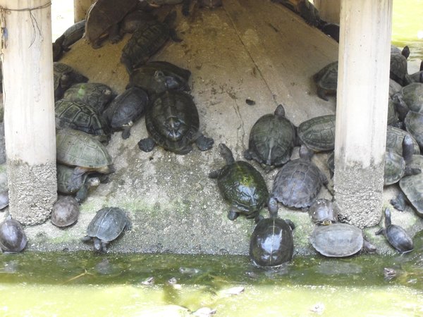 Feeding turtles (1)