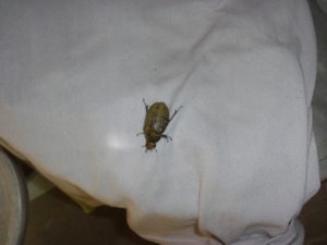 Big bug landed on Liam's back!
