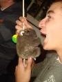 Wombat on stick