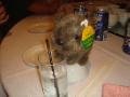 Wombat Drinking Sprite