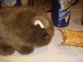 Wombat Eating Springroll