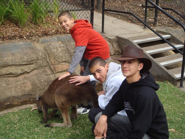 Three bro's with kangaroo