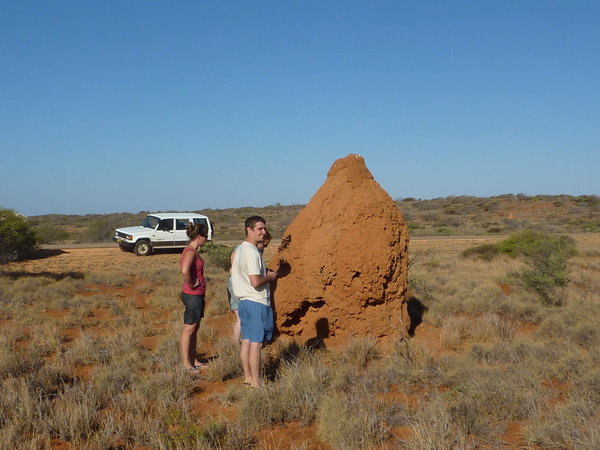 Termite mound en route!