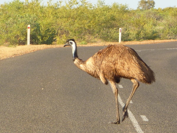 Emu on the Road