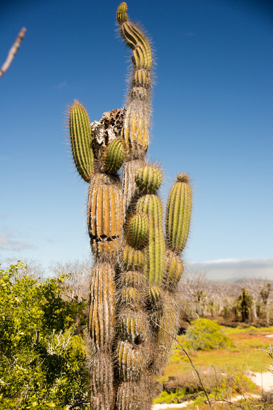 Large candelabra cactus