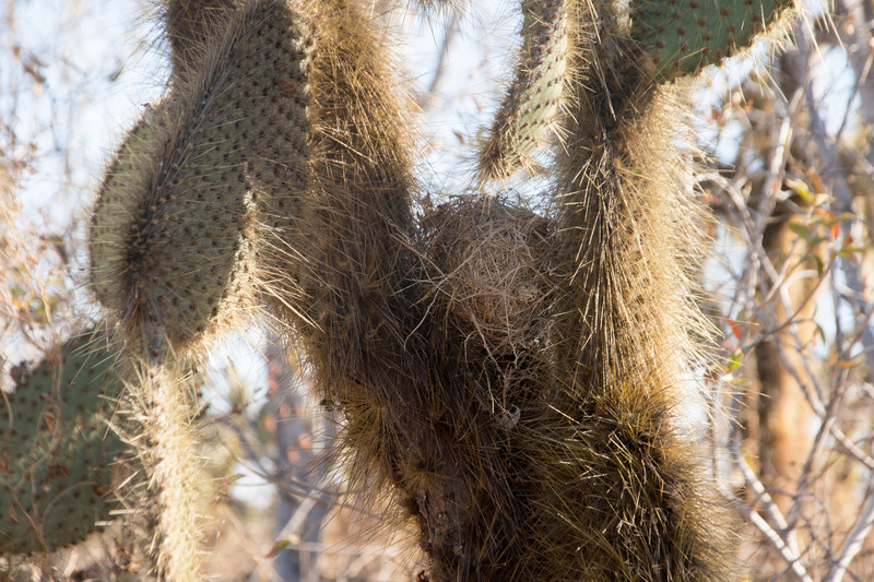 Finch nest in prickly pear
