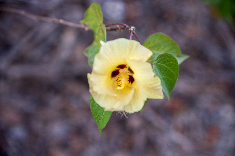 Darwin's cotton flower