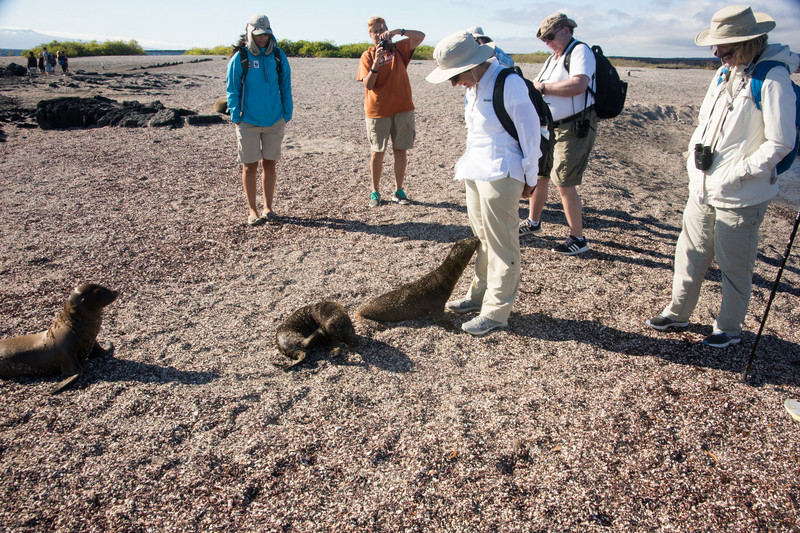 Sea lion pup investigating Jennie