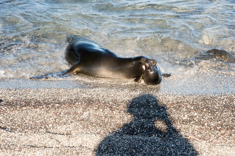 Wayward sea lion pup corralled by mother