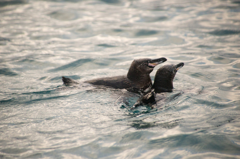 Galápagos penguins