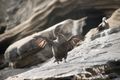 Flightless cormorant drying wings