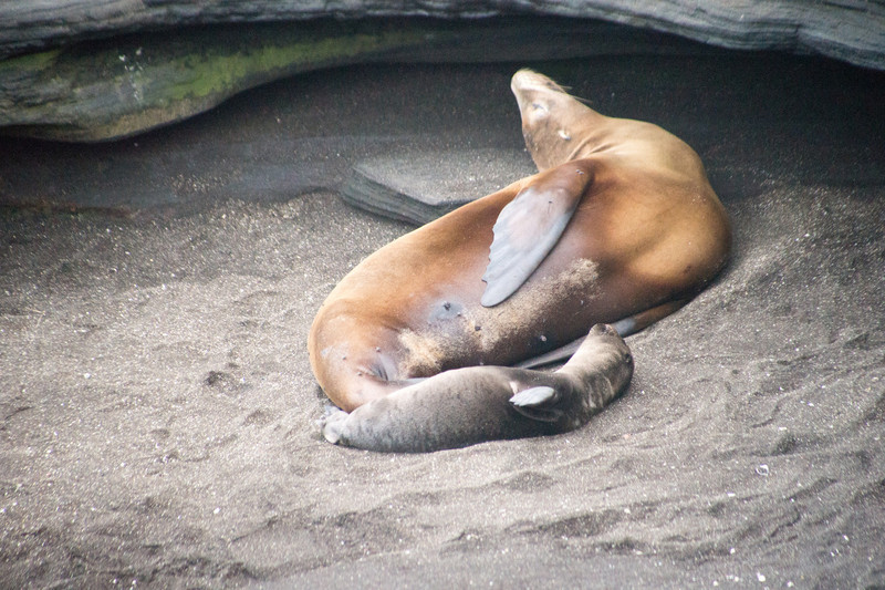 Galápagos sea lion female with pup