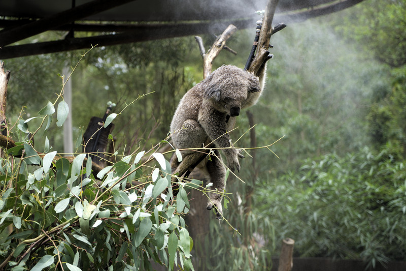 Hot koala