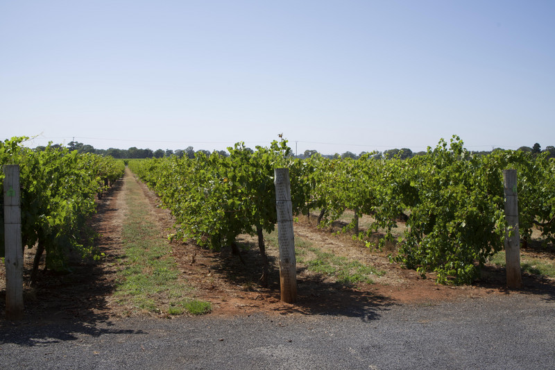 Coonawarra wine region Zema Estates
